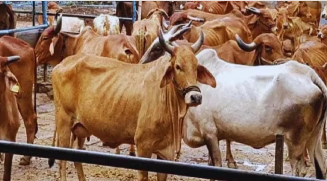 जनपद को नंद बाबा दुग्ध मिशन के तहत 80 हजार रुपये तक मिलेगा अनुदान