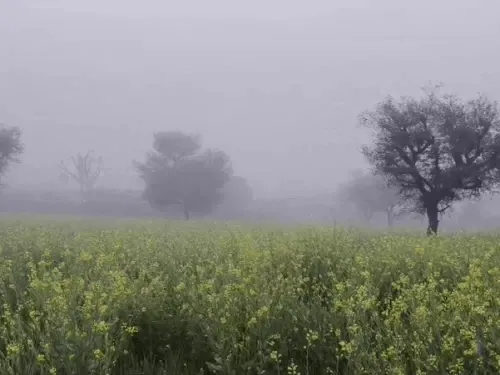 कड़ाके की ठंड से राजस्थान के नाै जिलों में घने कोहरे का अलर्ट
