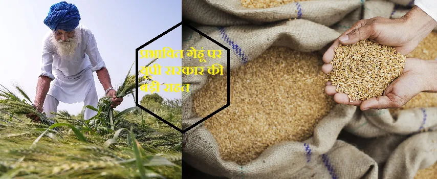 बारिश से प्रभावित गेहूं पर यूपी सरकार ने किसानों को दी राहत