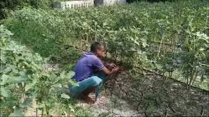 बंजर जमीन से पाएं रिकॉर्ड तोड़ पैदावार