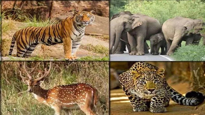 जयपुर वन मंडल में वन्यजीव गणना शुक्रवार और शनिवार को लगातार की जाएगी