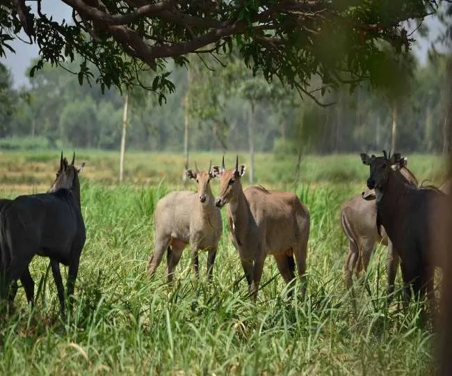 इन 5 तरीकों से खेत के आसपास भी नहीं भटकेंगे जंगली जानवर