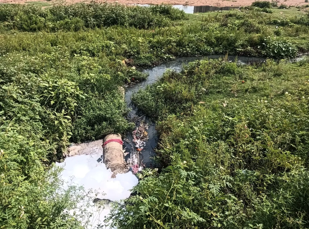 स्वर्णरेखा नदी में हजारों मछलियों की मौत, जांच की मांग, इलाके में मचा हड़कंप