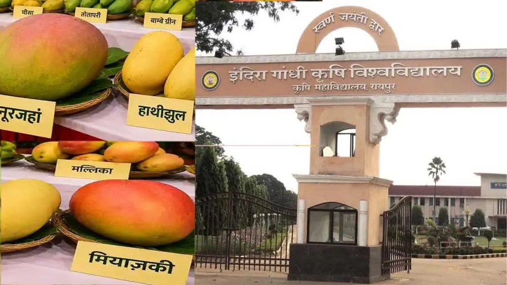  रायपुर के कृषि विश्वविद्यालय में तीन दिवसीय राष्ट्रीय आम महोत्सव आज से