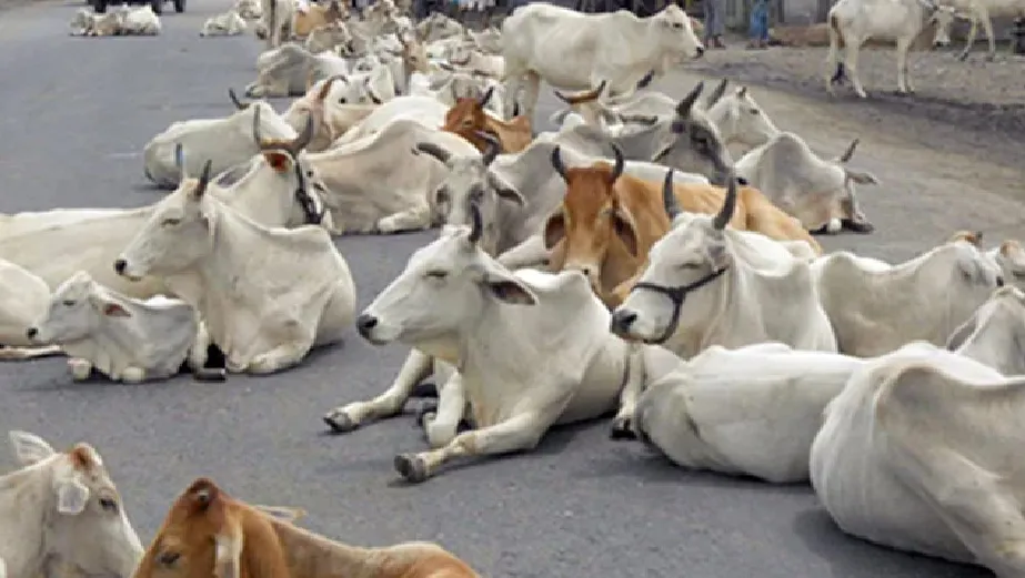 मुरादाबाद मंडल में गोवंश संरक्षण की बड़ी छलांग:218 गो आश्रय स्थलों में 65,113 बेसहारा पशुओं को मिला सहारा