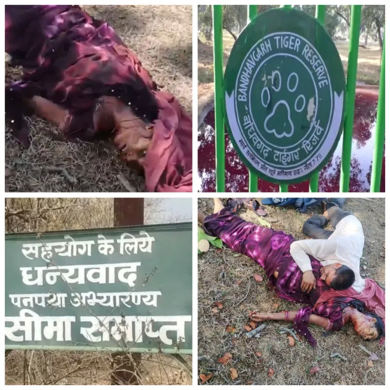 बांधवगढ़: बाघ का हमला, तेंदूपत्ता तोड़ने गई महिला की मौत, 15 दिन में दूसरी मौत