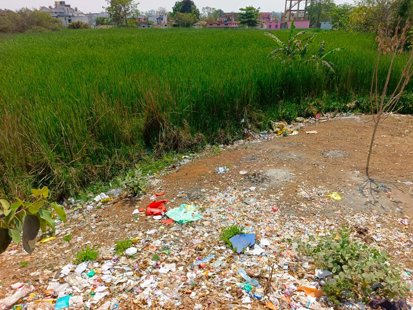 निगम क्षेत्र में दो-दो दिन बाद उठ रहा कचरा, वार्डों में फैलने लगी गंदगी