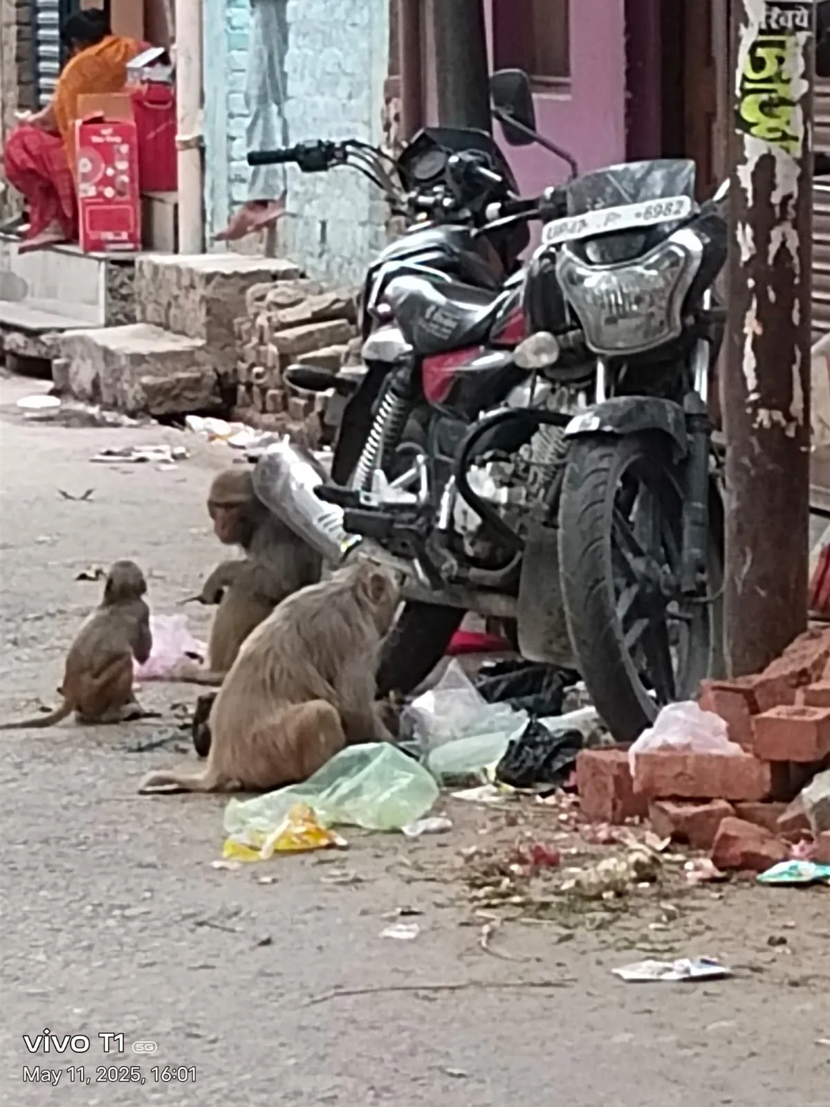 उतरौला में बंदरों का आतंक, लोगों में दहशत,प्रशासन से प्रभावी कदम उठाने की मांग
