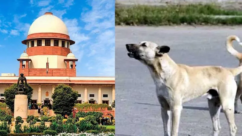  सार्वजनिक जगहों से हटाए जाएंगे आवारा कुत्ते:सुप्रीम कोर्ट 