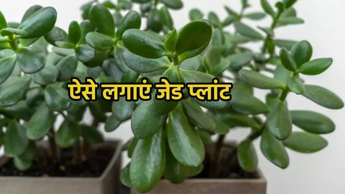 जेड प्लांट की ग्रोथ कैसे तेज करें?