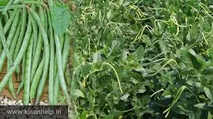 अपने खेतों में उगाएं बरबट्टी