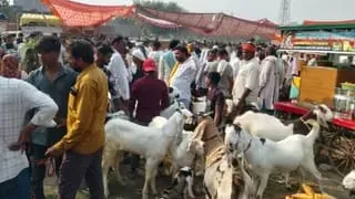 बकरीद की आहट से गुलजार हुए उतरौला के बाजार, बकरों की खरीदारी तेज  