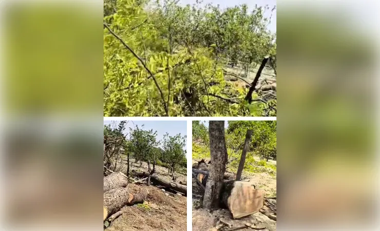 बदरका चौकी बनी लकड़ी माफियाओं की पहली पसंद 