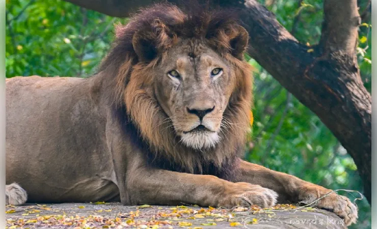 18 साल 8 माह की उम्र में बब्बर शेर ‘अजय’ की मौत