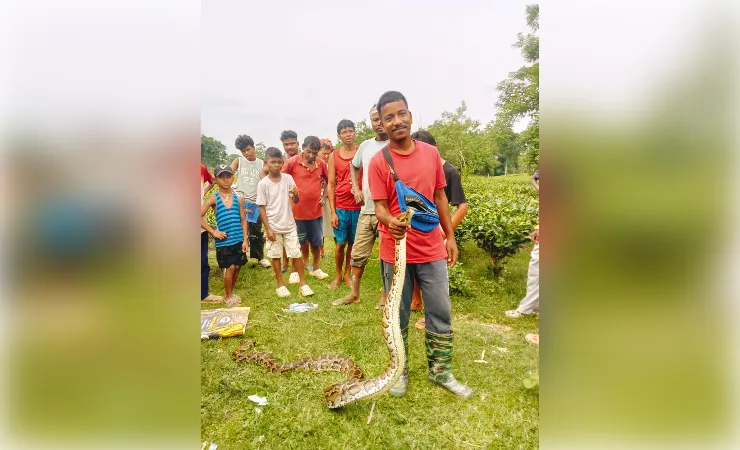 असम :  तिनसुकिया जिले के मार्घेरिटा में अजगर सांप पकड़कर लोगों ने वन विभाग को सौंपा