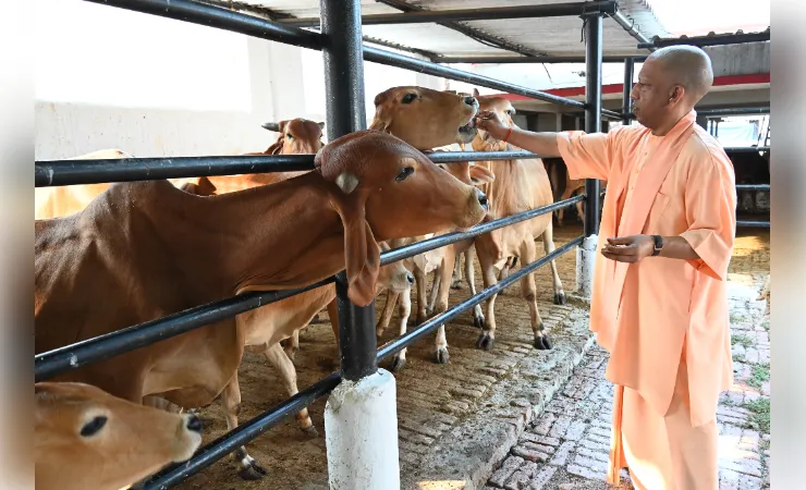 गोरखनाथ मंदिर प्रवास के दौरान गुड़-रोटी खिलाकर मुख्यमंत्री योगी ने की गोसेवा