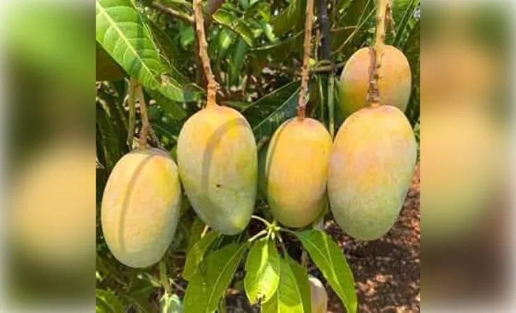 पालिका के आमों पर ‘खास’ लोगों की नजर! लाखों की फसल की बंदरबांट को लेकर अफजलगढ़ में चर्चा तेज