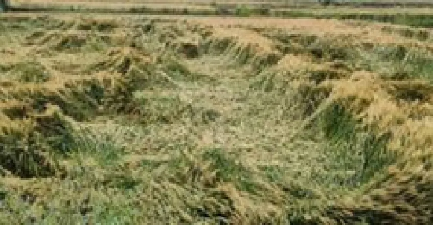 बेमौसम बारिश से फसलों को भारी नुकसान, कृषि मंत्री ने दिए आकलन के निर्देश