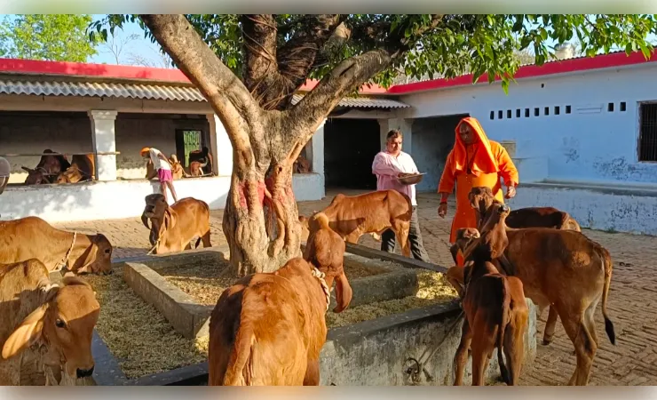शक्ति की आराधना के साथ गौ सेवा का प्रमुख स्थान है शक्तिपीठ देवीपाटन