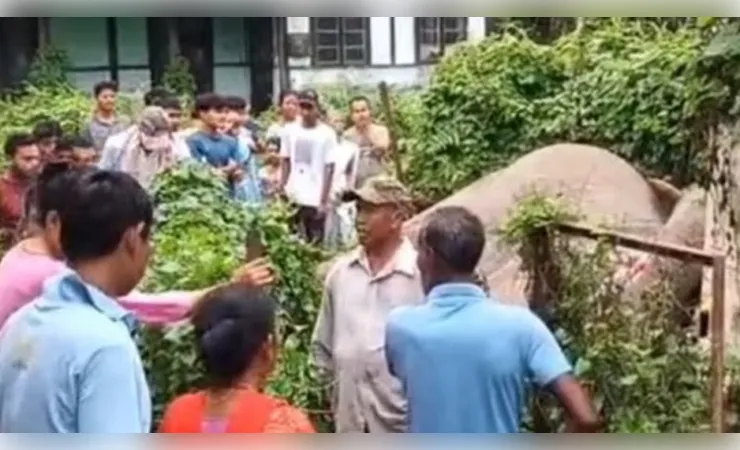 असम में ट्रांसफॉर्मर के संपर्क में आने से जंगली हाथी की मौत