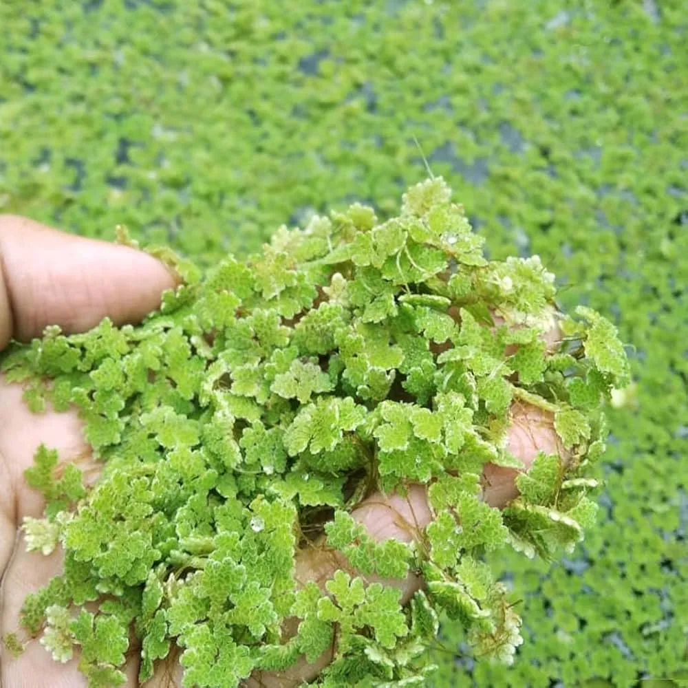  अजोला की खेती से कम हो जाएगी धान की खेती की लागत और मिट्टी की भी सुधरेगी सेहत