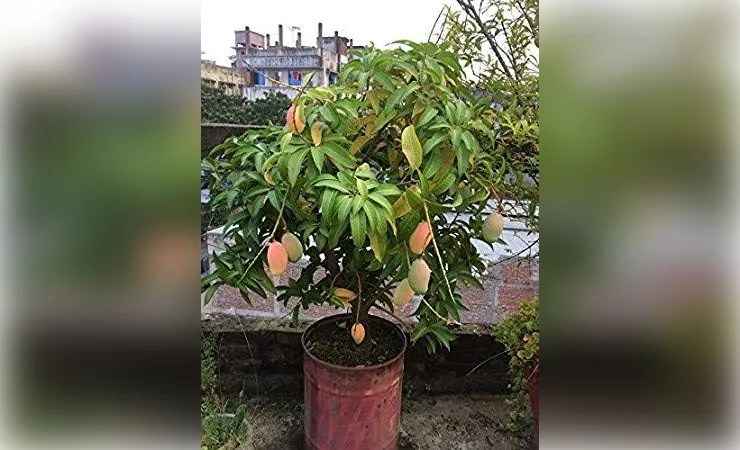 आम की गुठली से घर में उगाएं आम का पौधा