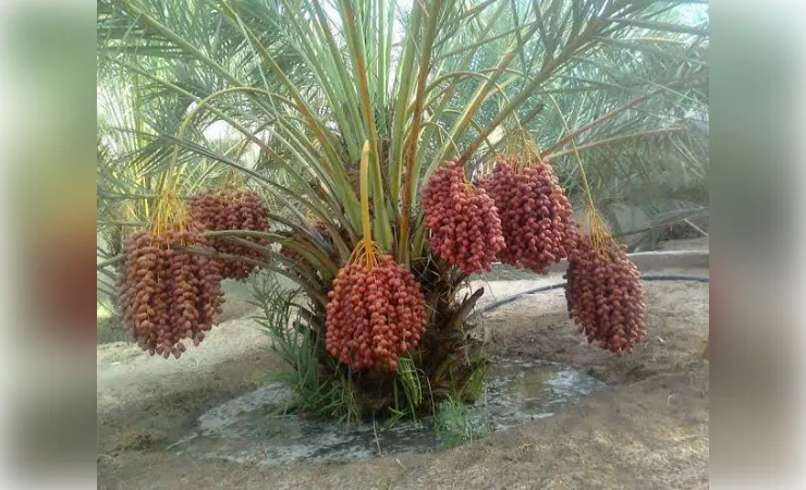 खजूर की खेती के लिए कौन सी मिट्टी सबसे अच्छी 