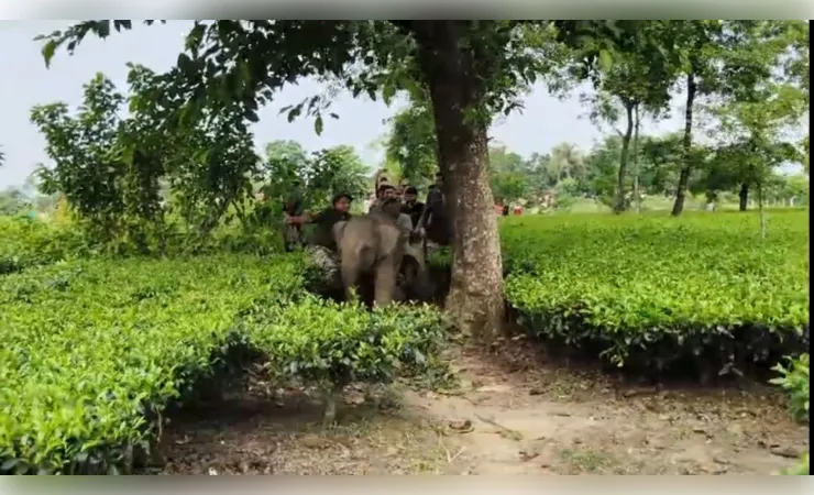 हाथियों के झुंड से बिछड़ा हाथी का शावक गांव में पहुंचा, ग्रामीणों में दहशत