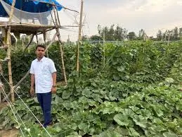 दो तल्ला खेती एक ही बार 3 से 5 गुना मुनाफा कमा सकते हैं किसान भाई