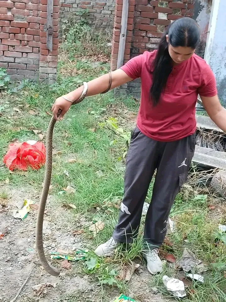 सुबह-सुबह रैट स्नेक के जोड़े का सफल रेस्क्यू, सुरक्षित जंगल में छोड़ा गया।