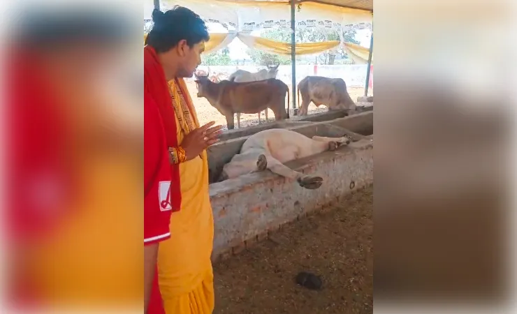 रामनगरिया गौशाला में मौत का मंजर, चरही में मृत गाय देख भड़के कथावाचक अवनीश मिश्रा