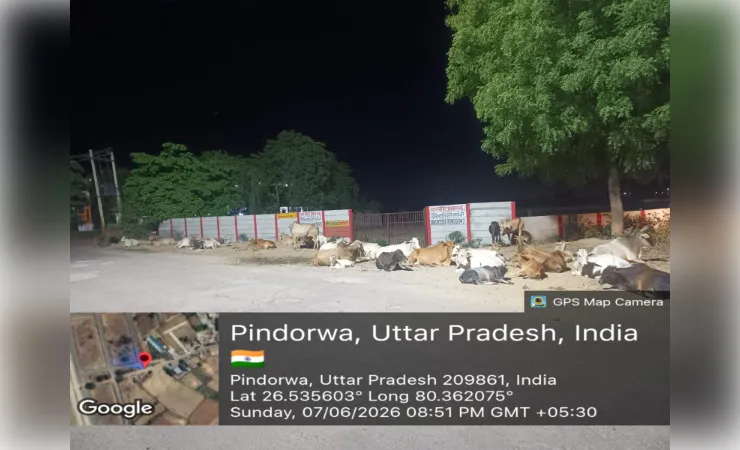 गोवंश संरक्षण व्यवस्था को धता बता रहे जिम्मेदार, सड़कों पर घूम रहे निराश्रित गौवंश