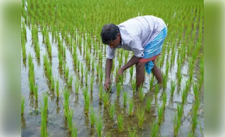  बारिश और धान की खेती पैदावार पर कितना फर्क पड़ता है?
