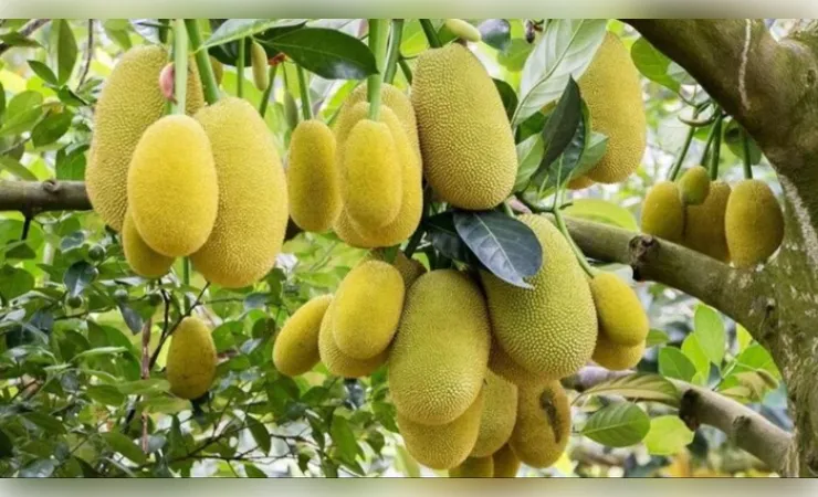 कटहल  की खेती खत्म हो जाएगी सब्जी की टेंशन और मिलेगा मोटा दाम
