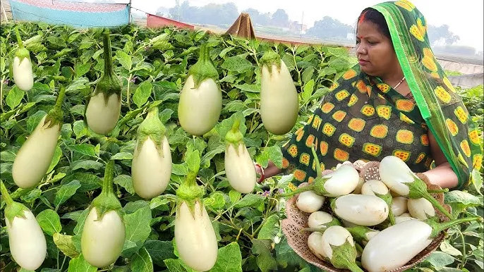 अपने खेत में करें सफेद बैंगन की खेती