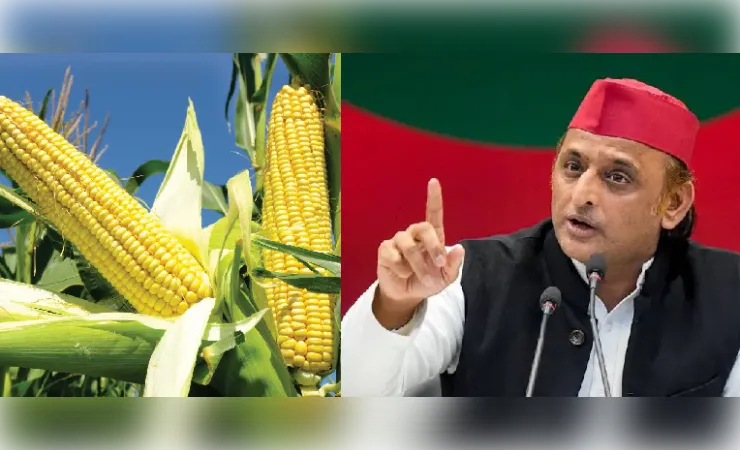 अखिलेश यादव का आरोप,सरकार ने बांटे मक्के के बीज, नहीं तैयार हुई फसल