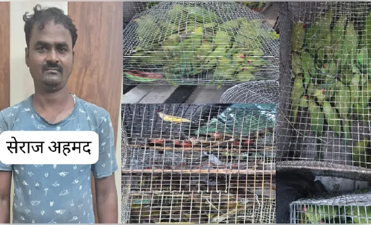 एसटीएफ का बड़ा एक्शन: 580 दुर्लभ पक्षियों के साथ अंतरराज्यीय वन्यजीव तस्कर गिरफ्तार, कई राज्यों तक फैला था नेटवर्क