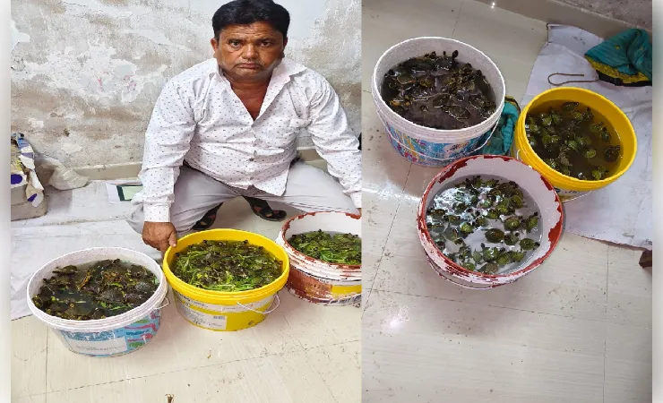 यूपी एसटीएफ का बड़ा एक्शन: 171 दुर्लभ कछुओं के साथ अंतरराष्ट्रीय तस्कर गिरफ्तार, चीन तक फैला था नेटवर्क