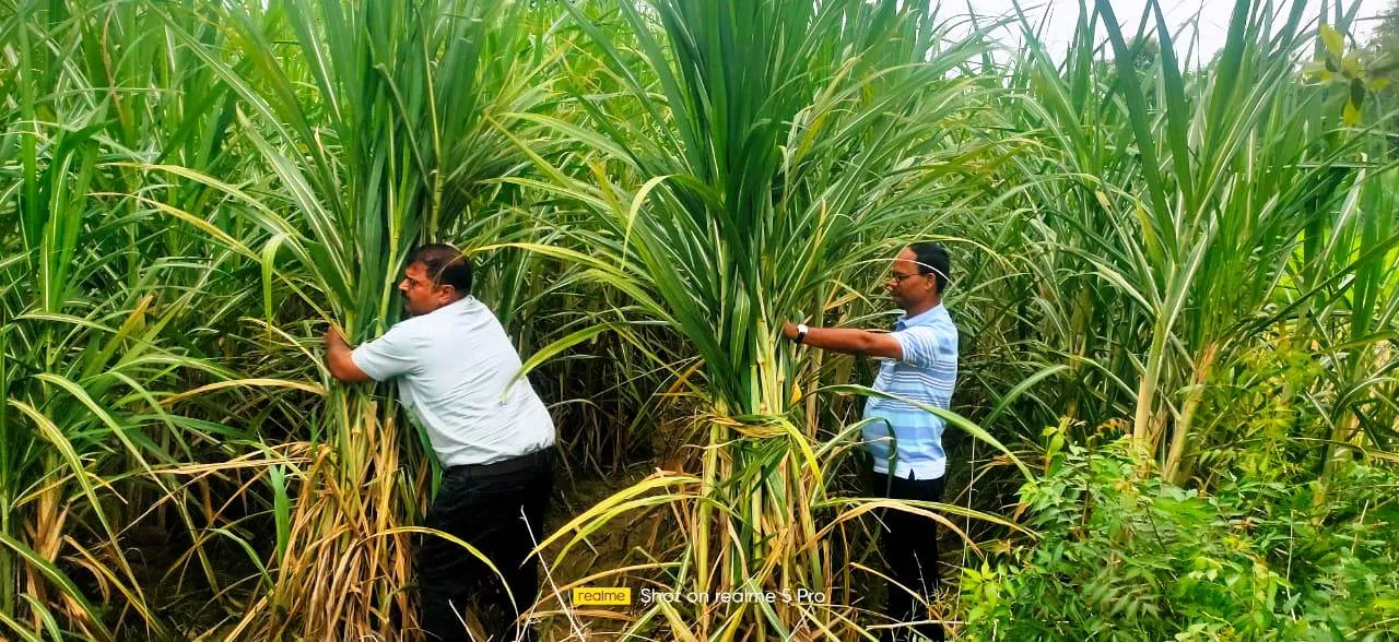 गन्ना बंधाई पर दे कृषक विशेष ध्यान नहीं तो घटेगा उत्पादन