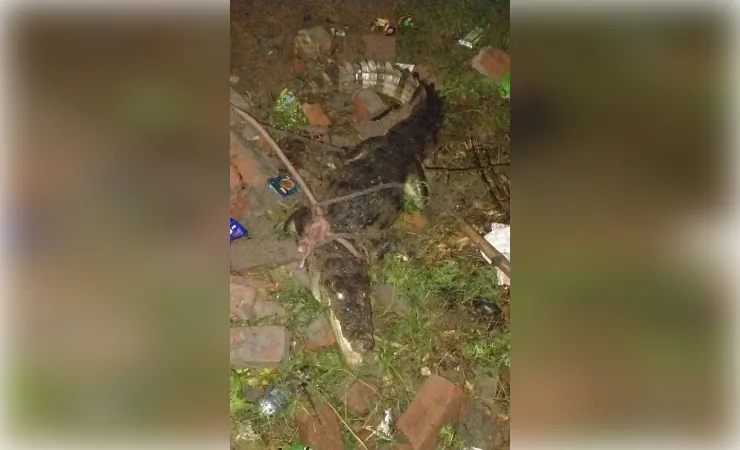 उरई : तालाब के पास निकला मगरमच्छ, ग्रामीणों ने कड़ी मशक्कत के बाद पकड़कर वन विभाग को सौंपा