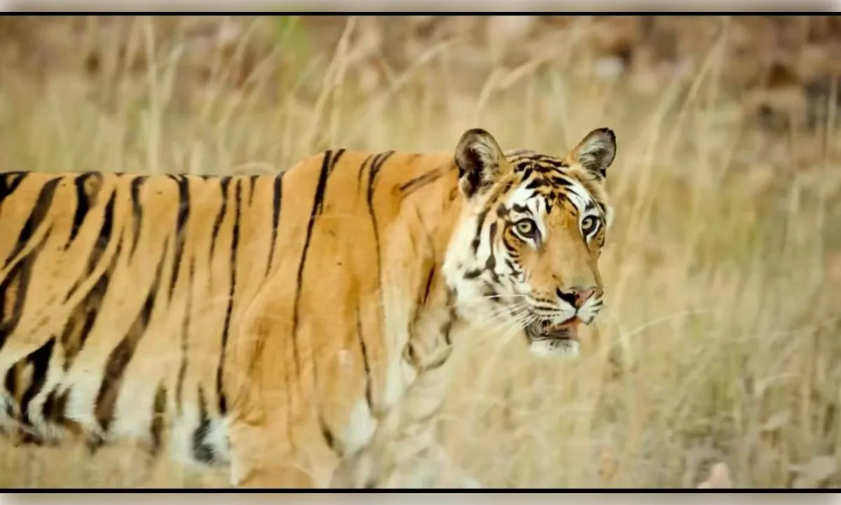 बाघ संरक्षण में भारत ने बनाई वैश्विक पहचान; 3,682 बाघों के साथ दुनिया में अव्वल