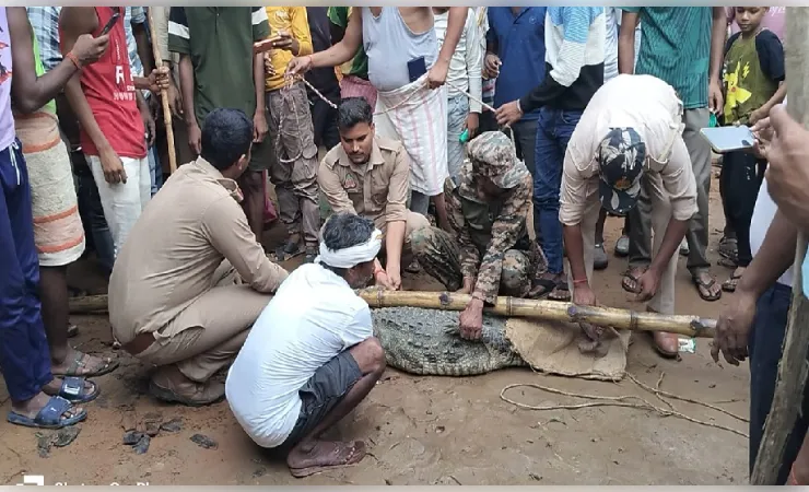 सात फीट का मगरमच्छ बस्ती में पहुंचा, वन विभाग ने सुरक्षित रेस्क्यू कर जलाशय में छोड़ा