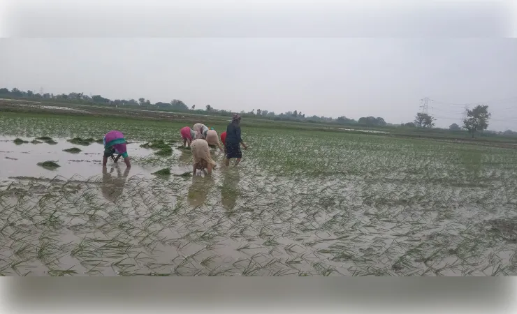बारिश बनी किसानों के चेहरे की मुस्कान! औरैया में शुरू हुई धान की रोपाई, खेतों में लौटी रौनक