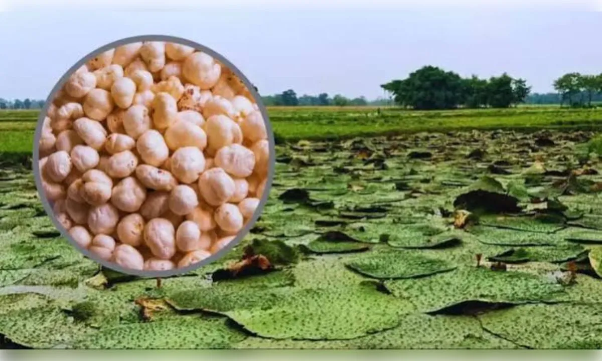 मखाने की खेती पर कितनी सब्सिडी?