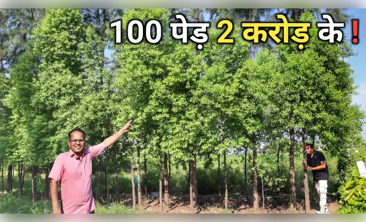 कहां-कहां की जाती हैं चंदन की खेती?