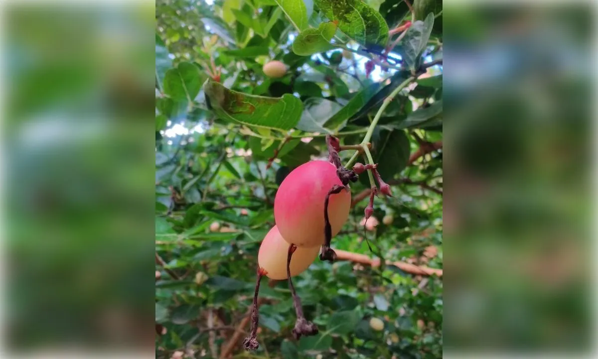 करौंदा वजन घटाने से लेकर हड्डियों को मजबूत बनाने तक