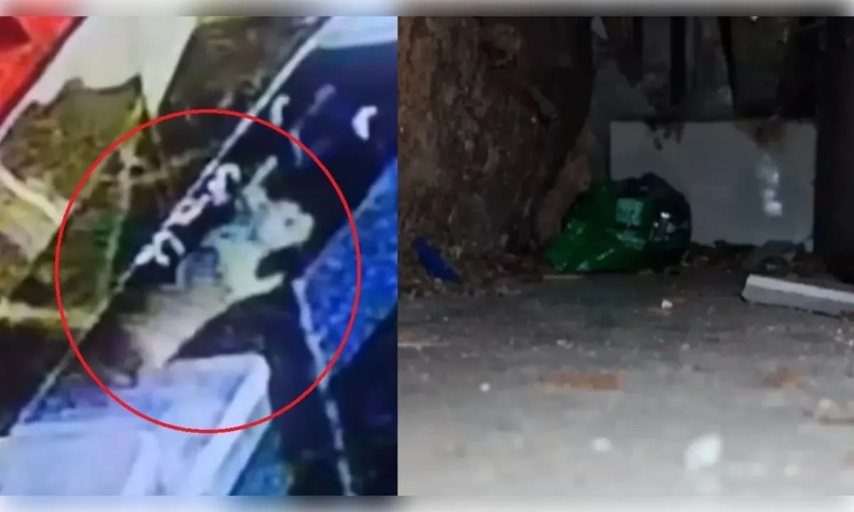  चूहों के  बिल से निकाली गईं 10 अंगूठियां और 2 हार