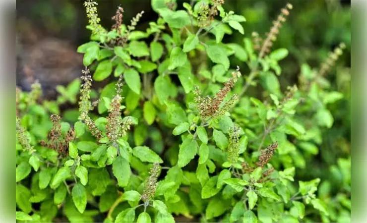 तुलसी के पास न लगाएं ये 6 पौधे