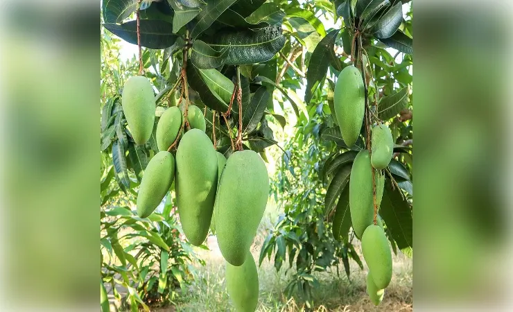 सबसे ज्यादा कहां पैदा होता है नूरजहां मैंगो
