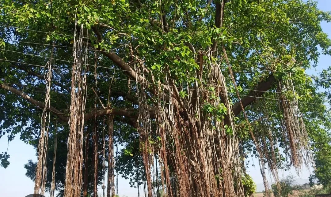 पौधे तो खुब लग रहे पर दरख्त नहीं बन पाएं 